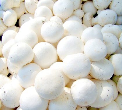 Champignon Paris Fra